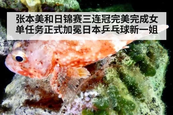 张本美和日锦赛三连冠完美完成女单任务正式加冕日本乒乓球新一姐